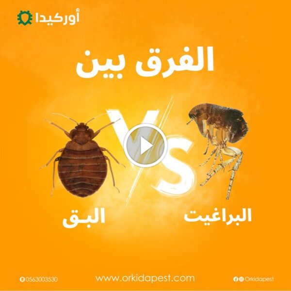 حماية عائلتك: التمييز بين البق والبراغيث والقضاء عليها نهائياً