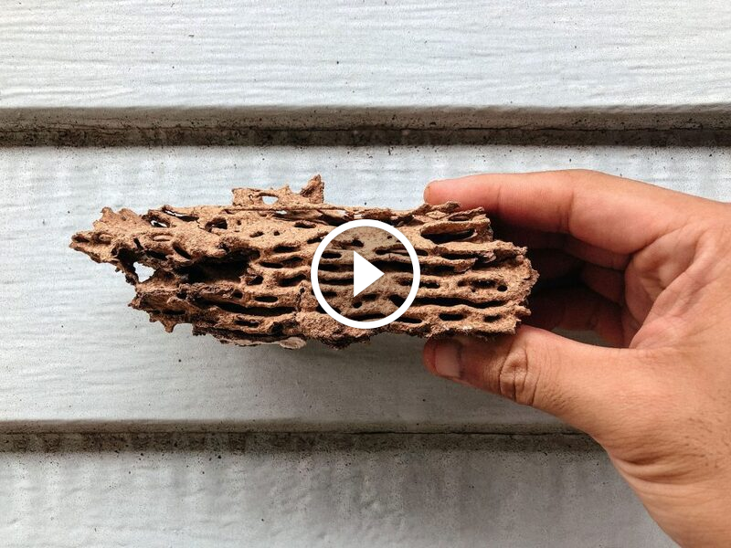 اليقظة الدائمة ضد النمل الأبيض: مفتاح أمان منزلك