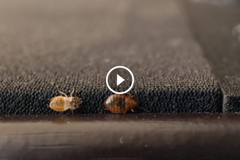 منزلك خالٍ من بق الفراش: استراتيجيات مكافحة بق الفراش الفعالة والآمنة