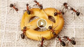 مكافحة النمل للأبد: نصائح ذهبية لبيئة منزلية خالية من الآفات